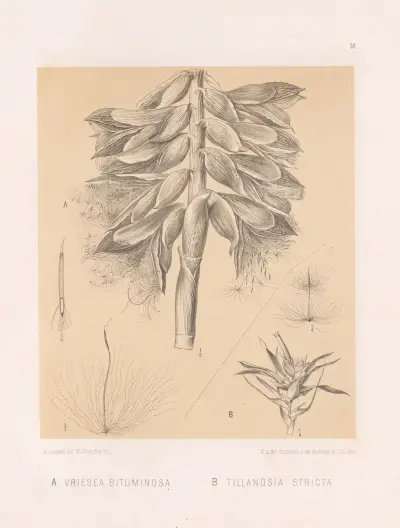 Vriesea Bituminosa, T1llandsia Stricta, Heinrich Wawra