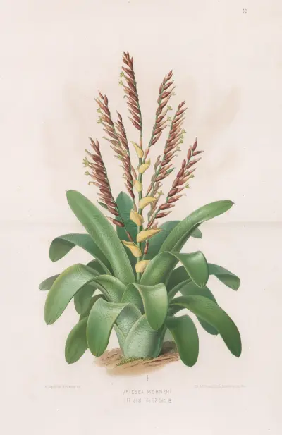 Vriesea Morreni, Heinrich Wawra