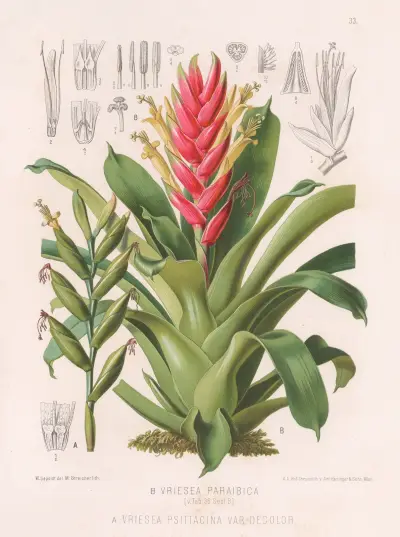 Vriesea Paraibica, Vriesea Psittacina Var Decolor, Heinrich Wawra