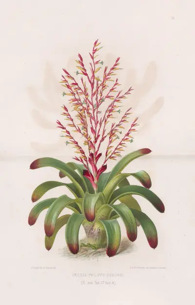 Vriesea Philippo-Coburgi, Heinrich Wawra