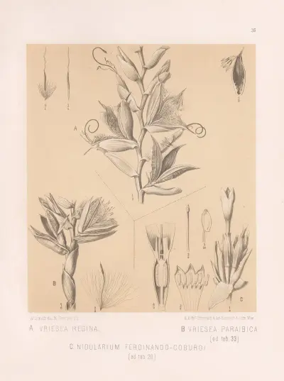 Vriesea Regina, Vriesea Paraibica, Nidularium Ferdinando-Coburgi, Heinrich Wawra