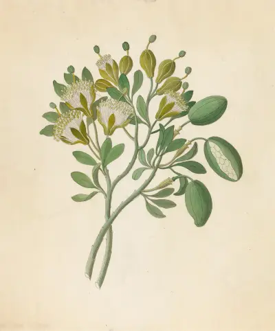 Capparis Nov. Sp. [Maerua caffra] av Clemenz Heinrich Wehdemann