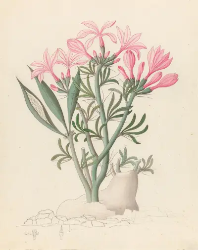 Ceropegia or Echites [Pachypodium succulentum] av Clemenz Heinrich Wehdemann