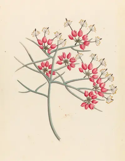 Cleome juncea. [Cadaba aphylla] av Clemenz Heinrich Wehdemann