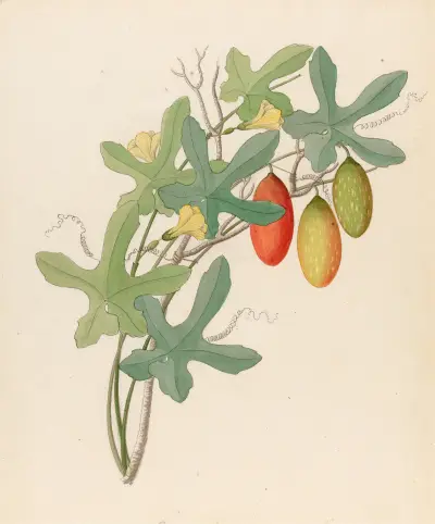 Cucumis, Melothria pendula [Coccinea quinqueloba] av Clemenz Heinrich Wehdemann
