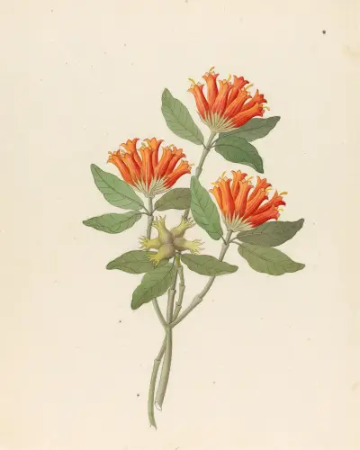 Gardenia Nova Sp. [Burchellia bubalina] av Clemenz Heinrich Wehdemann