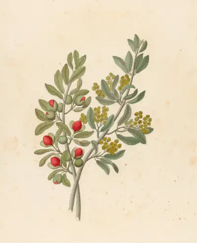 Octandria Monog. [Pappea capensis] av Clemenz Heinrich Wehdemann