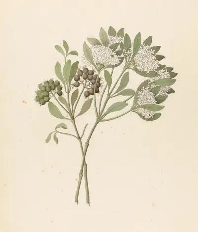 Pavetta caffra [Pavetta lanceolata] av Clemenz Heinrich Wehdemann