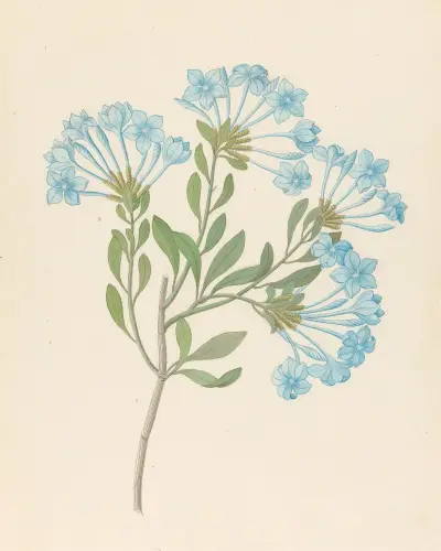 Plombago capensis [Plumbago auriculata] av Clemenz Heinrich Wehdemann