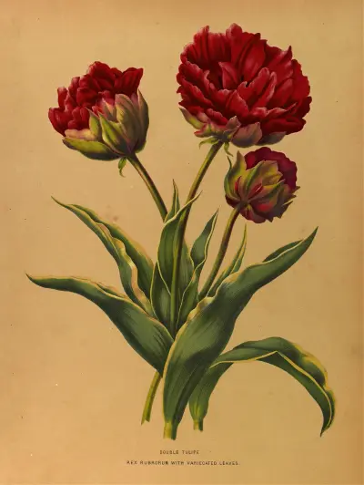 Double Tulipe. Rex Rubrorum With Variecated Leaves av Arentina Hendrica Arendsen