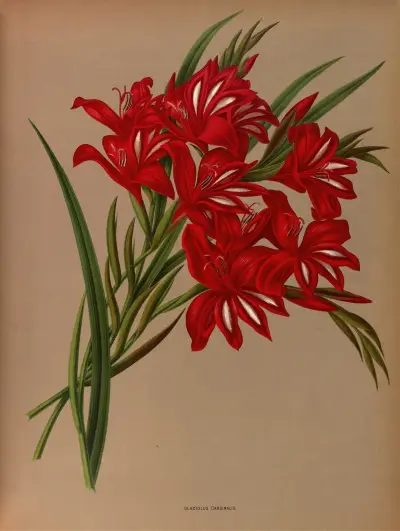 Gladiolus Cardinalis. av Arentina Hendrica Arendsen