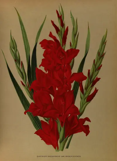 Gladiolus Gandavensis. Var. Brench Leyensis av Arentina Hendrica Arendsen