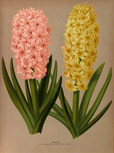 Hyacinths 4 av Arentina Hendrica Arendsen