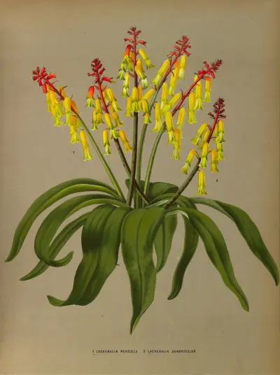 Lachenalia Pendula 2 Lachenalia Quaoricolor av Arentina Hendrica Arendsen