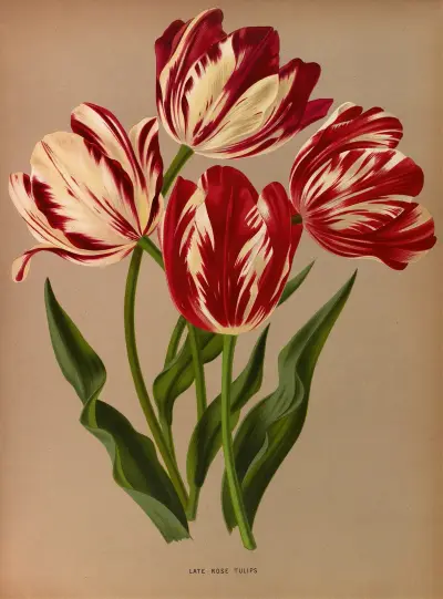 Late Rose Tulips av Arentina Hendrica Arendsen
