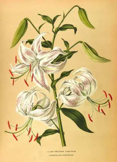 Lilium Speciosum Punctatum av Arentina Hendrica Arendsen