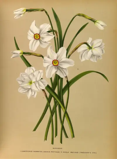 Narcissus 4 av Arentina Hendrica Arendsen