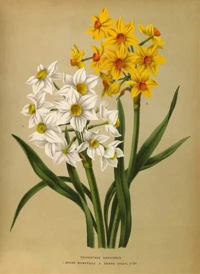 Polyanthus Narcissus 1.Grand Monarque. 2. Grand Soleil Dor av Arentina Hendrica Arendsen