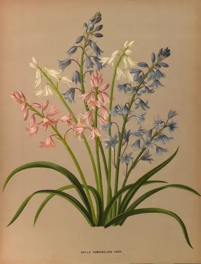 Scilla Campanulata Varr. av Arentina Hendrica Arendsen