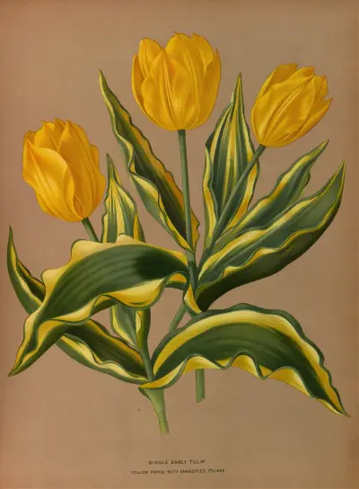 Single Early Tulip Yellow Prince With Vartecated Foliage av Arentina Hendrica Arendsen