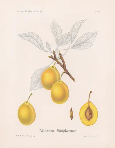 Obecné žluté švestky, Henriette Sjöberg