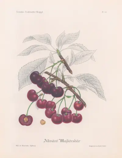 Allmänt majkörsbär, Henriette Sjöberg