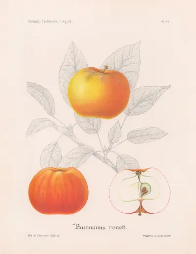 Baumannovo renett, Henriette Sjöberg