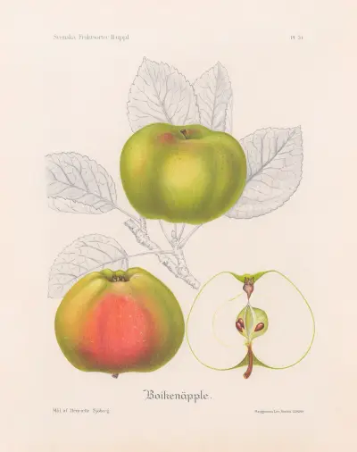 Boikenäpple, Henriette Sjöberg