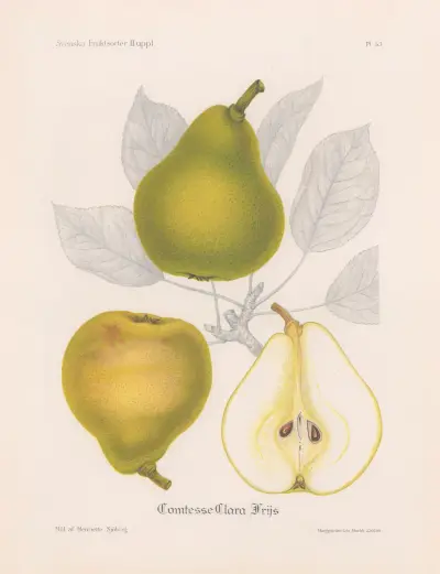 Comtesse Clara Frijs, Henriette Sjöberg