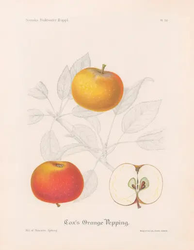 Coxova oranžová reneta, Henriette Sjöberg
