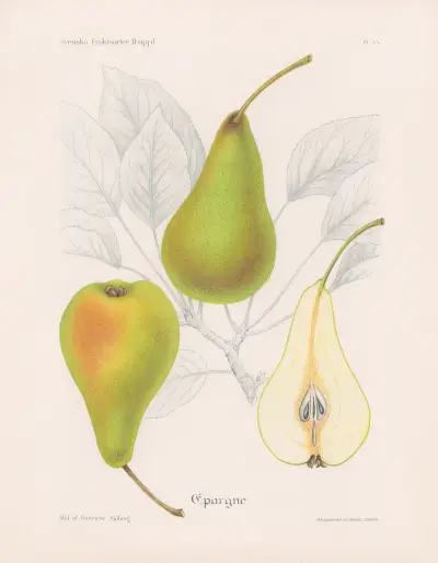 Sparande, Henriette Sjöberg