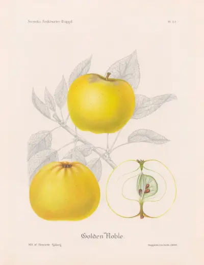 Golden Noble, Henriette Sjöberg