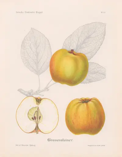 Gravensteiner, žluté, Henriette Sjöberg