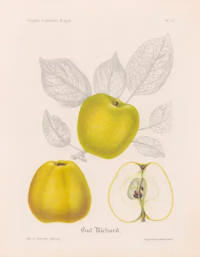 Gul Richard, Henriette Sjöberg