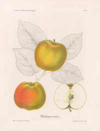 Guldparmän, Henriette Sjöberg
