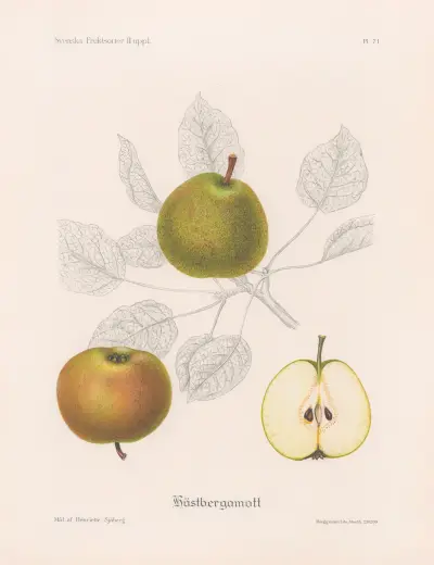 Podzimní bergamot, Henriette Sjöberg