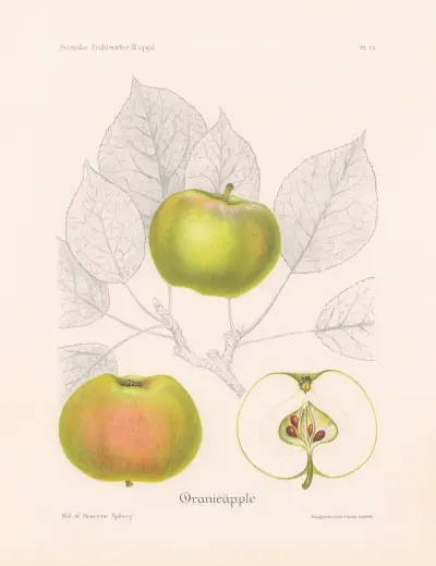Pomerančové jablko, Henriette Sjöberg
