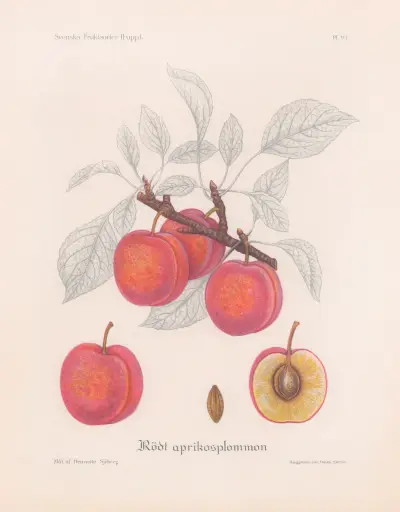Červená meruňkoploutva, Henriette Sjöberg