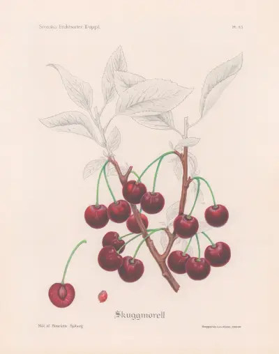 Skuggmorell, Henriette Sjöberg