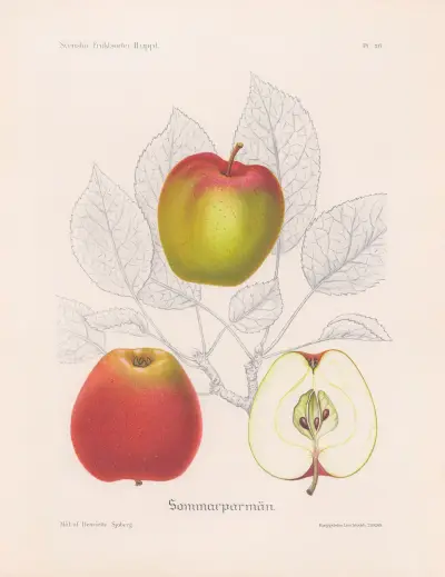 Sommarparmän, Henriette Sjöberg