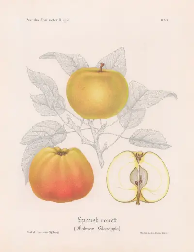 Spansk renett (Kalmar Glasäpple), Henriette Sjöberg