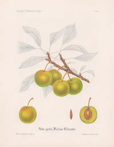 Velká zelená Reine Claude, Henriette Sjöberg