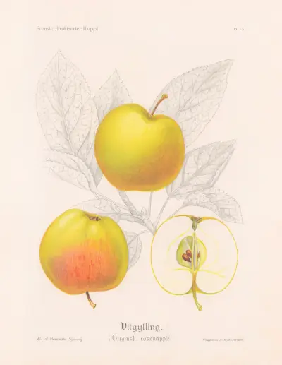 Bílé zlato (Panna Maria růžové jablko), Henriette Sjöberg