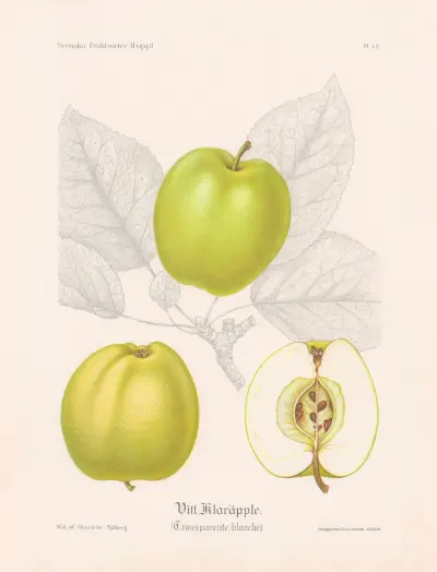 Bílé průsvitné jablko (Transparente blanche), Henriette Sjöberg