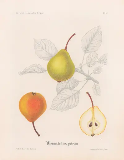 Wennströmspäron, Henriette Sjöberg