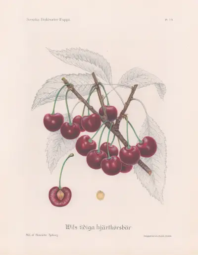 Wils rané srdcovky, Henriette Sjöberg