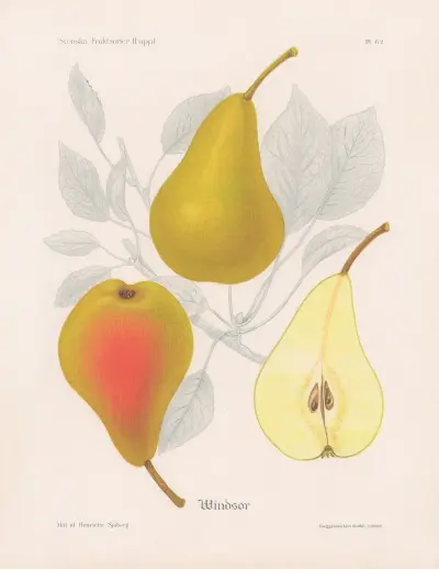 Windsor, Henriette Sjöberg