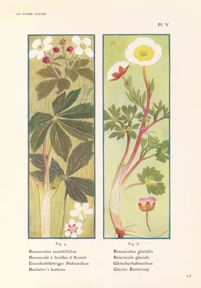 Bachelor’s buttons, Glacier Buttercup av Henry Correvon