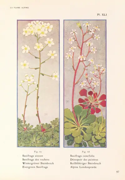 Evergreen Saxifrage, Alpine Londonpraide av Henry Correvon