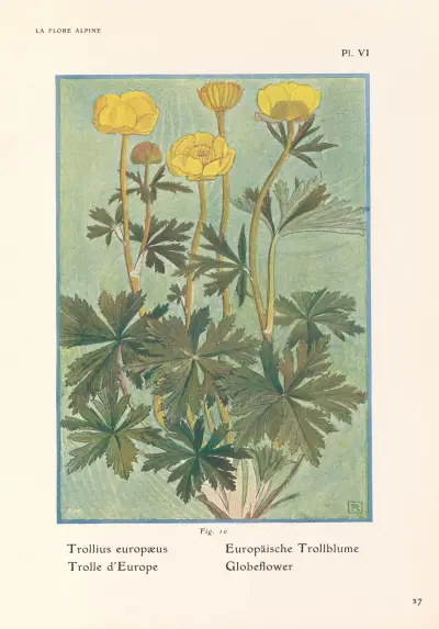 Globeflower av Henry Correvon